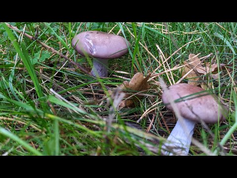 Видео: Пришли в лес и наткнулась на Фиолетовую Рядовку. Čirůvka fialová. #грибы #ciruvka #mushrooms 