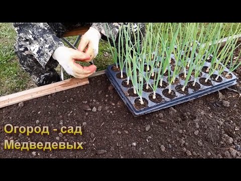 Видео: Почему рассада лука Эксибишен растет, а не падает