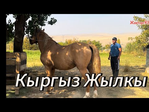 Видео: Кыргыз жылкы  +996-771-272-707.     +996-990-004-420.  18 октября 2025 г.