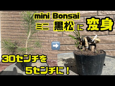 Видео: [Бонсай Куромацу]  От 30 см до 5 см [Как сделать мини-бонсай]