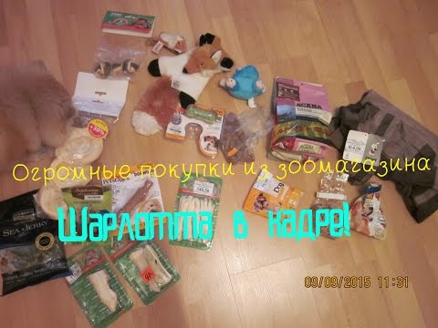 Видео: Огромные покупки из зоомагазина