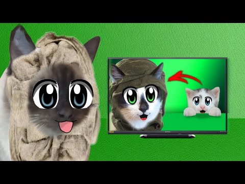 Видео: Кот Хан и кошка Буся учатся маскировке с а ну-ка давай-ка! @anykadavaika 
