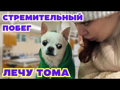 Видео: Мой день: мотивация, ветеринар и странно вкусное блюдо из хинкали