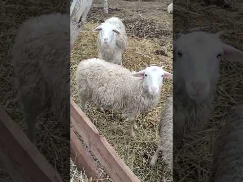 Видео: стоит ли заводить овец.
