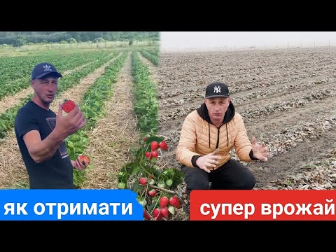 Видео: Супер врожай Полуниці. Сорти Бріла, Амі, Гранда Роса. Підготовка до Сезону