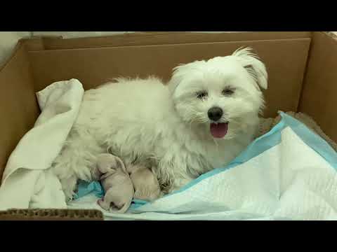 Видео: Роды мальтийской болонки. Рождение щенят. У нас пополнение.