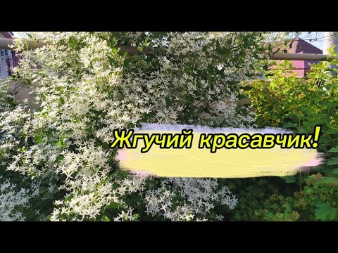 Видео: Всё что я о нём знаю! Клематис мелкоцветковый жгучий  "Белое облако"