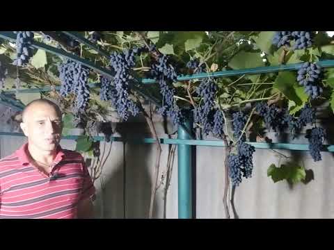 Видео: Кишмиш Джой. Сезон 2020 (Joy seedless. Season 2020 )