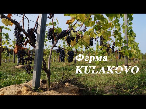 Видео: Виноградная усадьба КУЛАКОВО в Тульской области