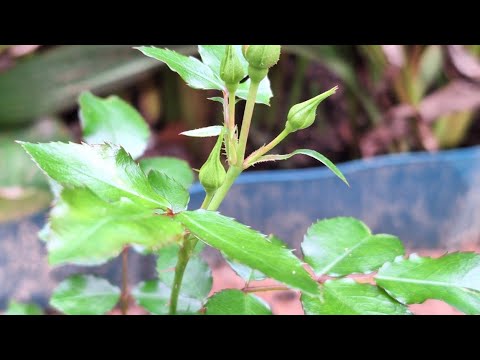 Видео: Розы Дрифты - миникустики, с разным " характером" - в ноябре с Бутонами 🙂 возможно Зацаетут ещё?🤷‍♀️