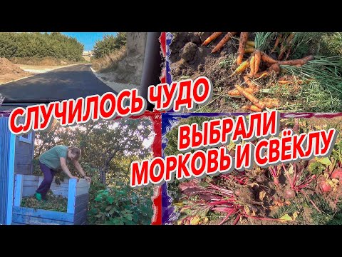 Видео: СЛУЧИЛОСЬ ЧУДО Выбрали морковь и свёклу