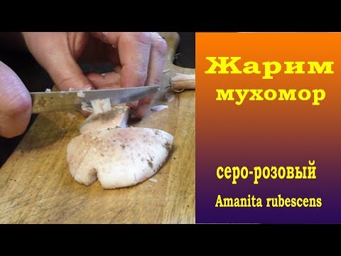 Видео: Жарим мухомор. Серо-розовый -  Amanita rubescens.