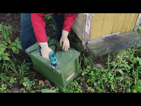 Видео: Роеловство 2023.Очередной рой!