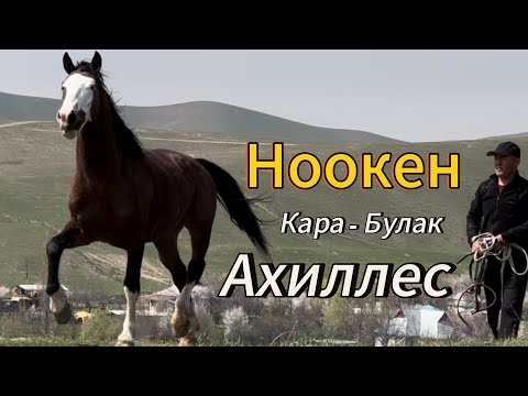 Видео: Аххилес 5 чи жыл уйурго коюлду 20 Бээге