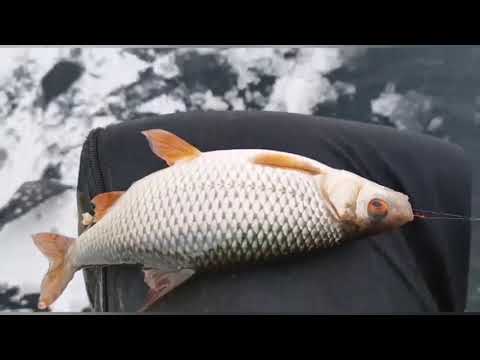 Видео: Первый лёд 2021-2022!!!Рыбалка озеро Большое.