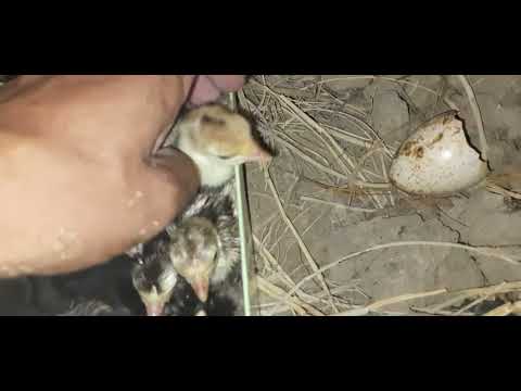 Видео: 8 та КУРКАЛАРНИ ЖУЖАЛАРНИ ТЕРИБ ОЛДИК НАТИЖА ЖУДА ЗУР