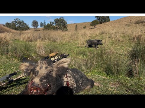 Видео: Лани и горные кабаны!!!