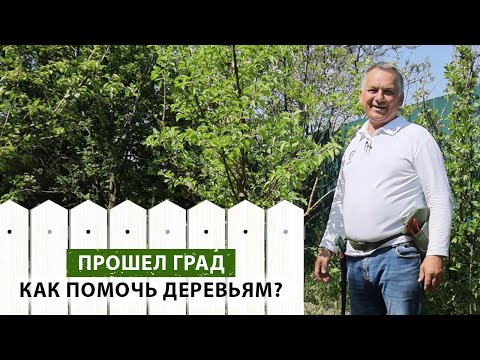 Видео: Как ПРАВИЛЬНО обрезать дерево, которое повреждено ГРАДОМ? ЭТОТ метод поможет вам!