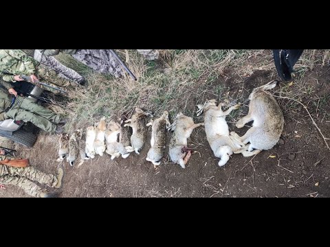 Видео: Охота на зайца 2024!!!