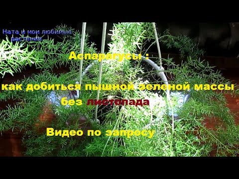 Видео: Аспарагусы : как добиться пышной зеленой массы, без листопада .- Видео по запросу