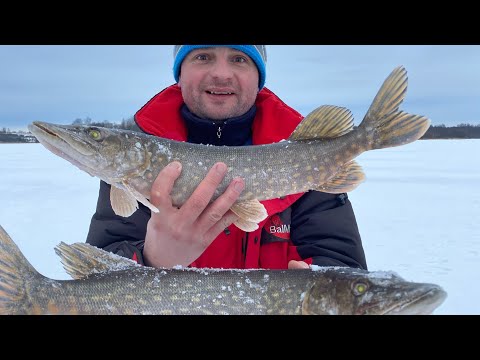 Видео: Зимняя рыбалка на жерлицы 2022. Озеро Зайково. Отдых продолжается, Беларусь.