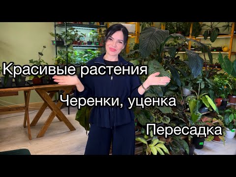 Видео: Растения в магазине🌱Черенки, уценка, деленки🌱Пересадка