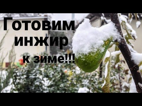 Видео: Как Укрыть Инжир на Зиму!!!