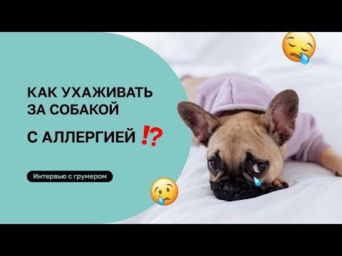 Видео: Аллергия у собаки. Что делать?