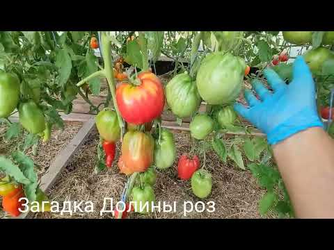 Видео: Обзор коллекционных сортов томатов сезона 2024 часть № 4