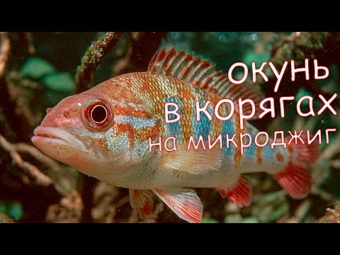 Видео: Вы не знали, но эти приманки отлично работают по окуню!!! Окунь в корягах на микроджиг.