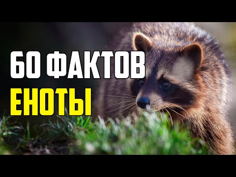 Видео: 60 ИНТЕРЕСНЫХ ФАКТОВ О ЕНОТАХ