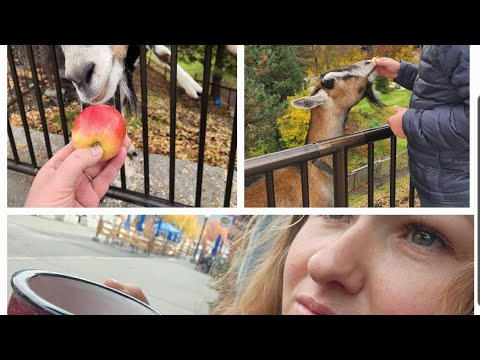 Видео: Америка 🇺🇸 Муж съел 🥕 для козы  ЖИВОТНЫЕ #usa #сша #жизньвсша 