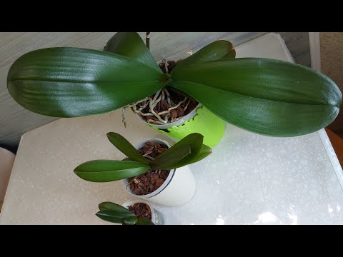 Видео: СЕКРЕТЫ крупных ОРХИДЕЙ