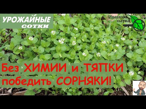 Видео: ИЗБАВИТЬСЯ от МОКРИЦЫ и других сорняков НАВСЕГДА - без прополки и химии!
