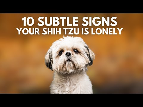 Видео: 10 признаков того, что ваша ши-тцу одинока (но вы об этом не знаете)