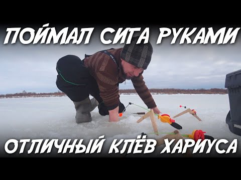 Видео: Поймал сига руками  Отличный клёв хариуса