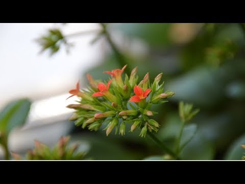 Видео: Каланхоэ. Черенки дали корни.  Посадка черенков каланхоэ.