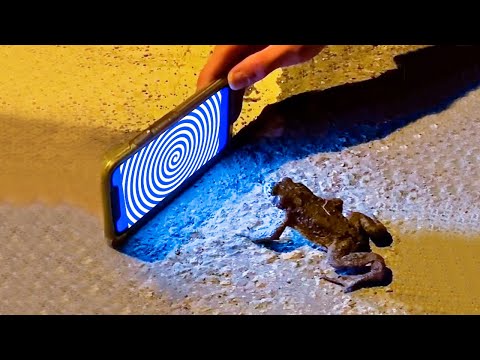 Видео: СТРАННЫЕ ЭКСПЕРИМЕНТЫ С НЕОЖИДАННЫМИ РЕЗУЛЬТАТАМИ