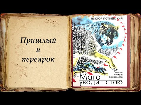 Видео: "Пришлый и переярок" "Мага уводит стаю" Потиевский Виктор