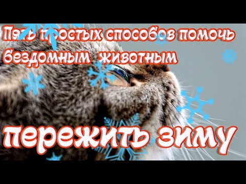 Видео: Пять простых способов помочь бездомным животным пережить зиму. Помощь животным. Как помочь животным!