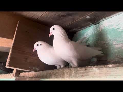 Видео: Розказав-показав нові голуби 