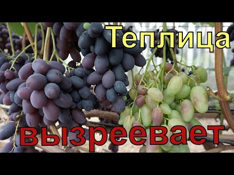 Видео: Обзор винограда в теплицах на 25 августа 2023г.