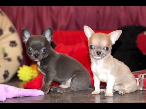 Видео: Кто такой ГОЛУБОЙ ТИГРЁНОК***Щенки ЧИХУАХУА
