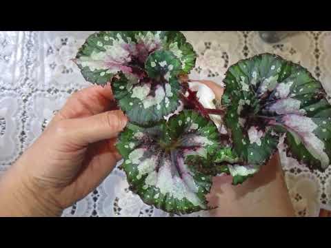 Видео: Новые бегонии в моей коллекции.Распаковка посылки с детками декоративно-лиственных бегоний.