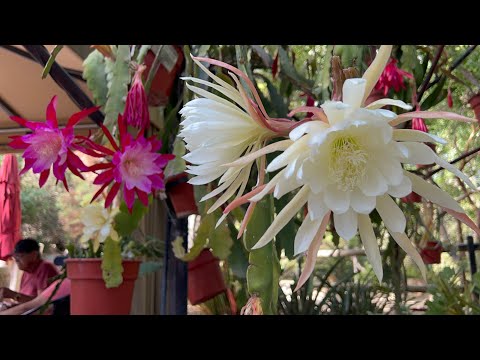 Видео: Царство эпифиллумов