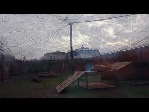 Видео: Покатушки на трапе для Ивана. 06.11.2025г