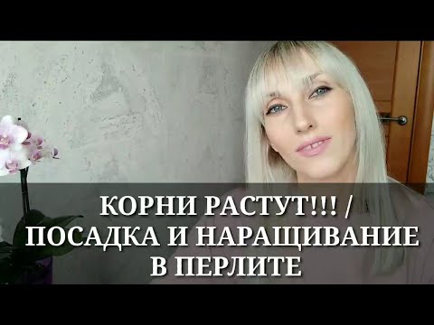 Видео: КОРНИ ОРХИДЕИ РАСТУТ!!! / ПОСАДКА И НАРАЩИВАНИЕ КОРНЕЙ В ПЕРЛИТЕ / ПОДРОБНАЯ ИНСТРУКЦИЯ ПОСАДКИ