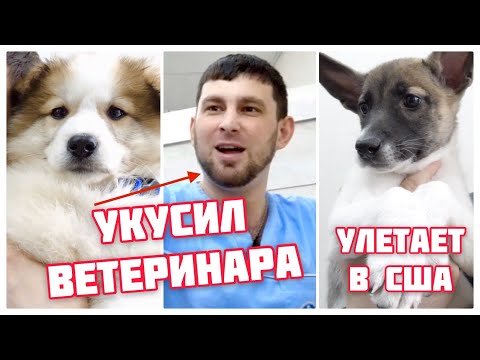 Видео: Осторожно! Много милых щенков в видео.