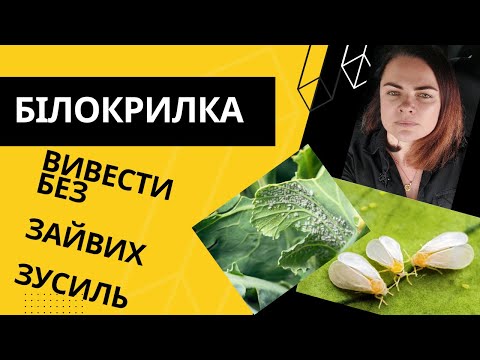 Видео: Білокрилка. Вивести просто і доступно!