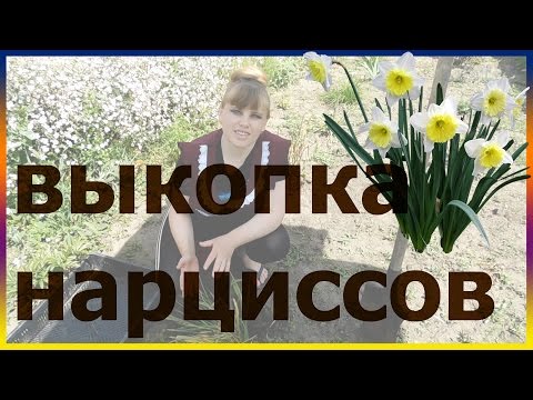 Видео: Как и когда выкапывать НАРЦИССЫ. Нарциссы уход выращивание размножение посадка болезни хранение.
